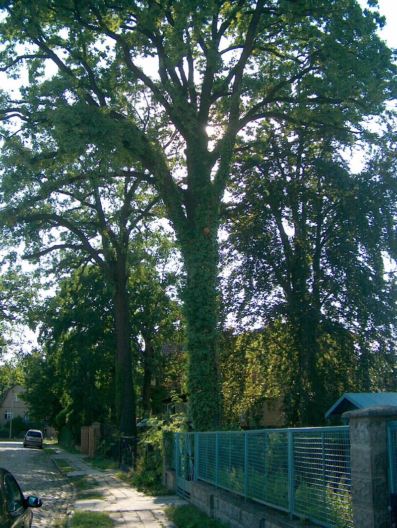 eichwalde_zillestrasse